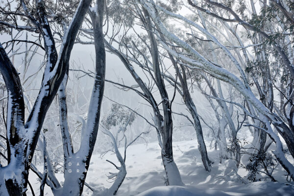 Snow gums covered in snow Mount Hotham in Spring Fine Art Print