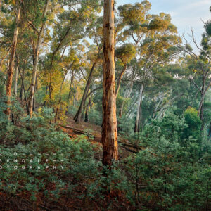 The unveiling, fine art print, from the series, the trees endure, the land has memory. Hepburn regional park at sunrise