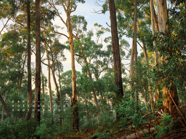 You were meant to be here, fine art print, forom the series, the trees endure, the land has memory. Sunrise in Hepburn regional park