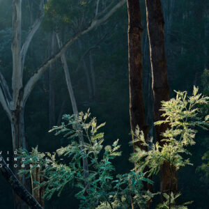 A paragon of patience, fine art print from the series, The trees endure, the land has memory. Acacia catching the first light at sunrise