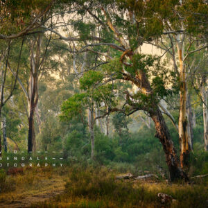A resting place for permanence, fine art print, from the series, the trees endure, the land has memory. Lake Daylesford