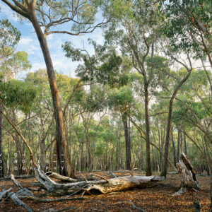 An altar to the ancients fine art print, fomr the series, the trees endure, the land has memory. decaying trees in an amphitheatre