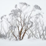Thredbo