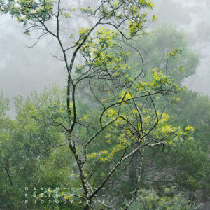 Kodama Plate 01, fine art print, fomr the series, the trees endure, the land has memory. Acacia flowering