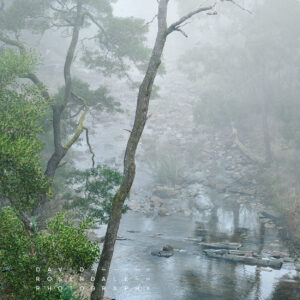 Kodama Plate #2, FIne art print, form the series The trees endure the land has memory. Sailors Creek Copyright David Rosendale