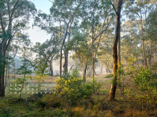 Magnificent is the greeting, fine art print, from the series the trees endure, the land has memory, frost and sunrise in the forest