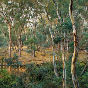The last word can be found here, fine art print, from the series The trees endure, the land has memory. Hepburn regional park