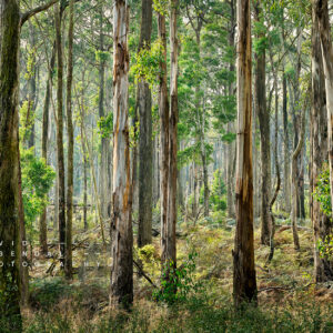 Stay and face what comes, fine art print, form the series, the trees endure, the land has memory. Eucalypts in the forest