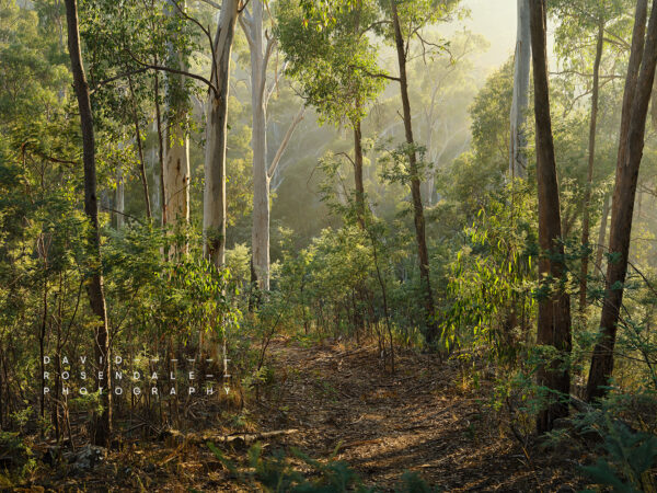 Wandering. The Telemachy. Fine art print, from the series, the trees endure, the land has memory.
