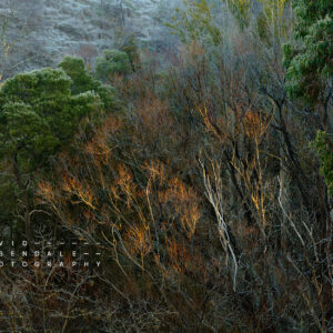 The sun emerged form the underworld, fine art print, from the series, The trees endure the land has memory