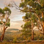 The Trees Endure The Land Has Memory