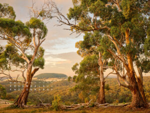 Ulysses Gaze. View to Lalgambuk (Mt Franklin), fine art print, form the series, the trees endure, the land has memory. View to Mt Franklin