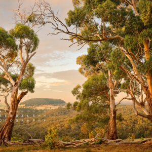 The Trees Endure The Land Has Memory
