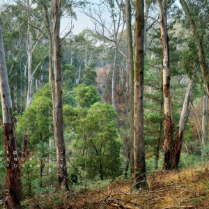We do not exist in isolation, fine art print, form the series, the trees endure, the land has memory. Forest scene at Lake Daylesford