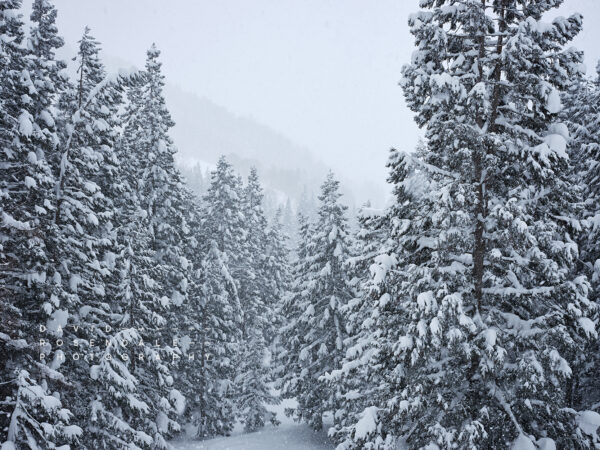 Nozawa Onsen #2, fine art print, snow covered trees and mountain view