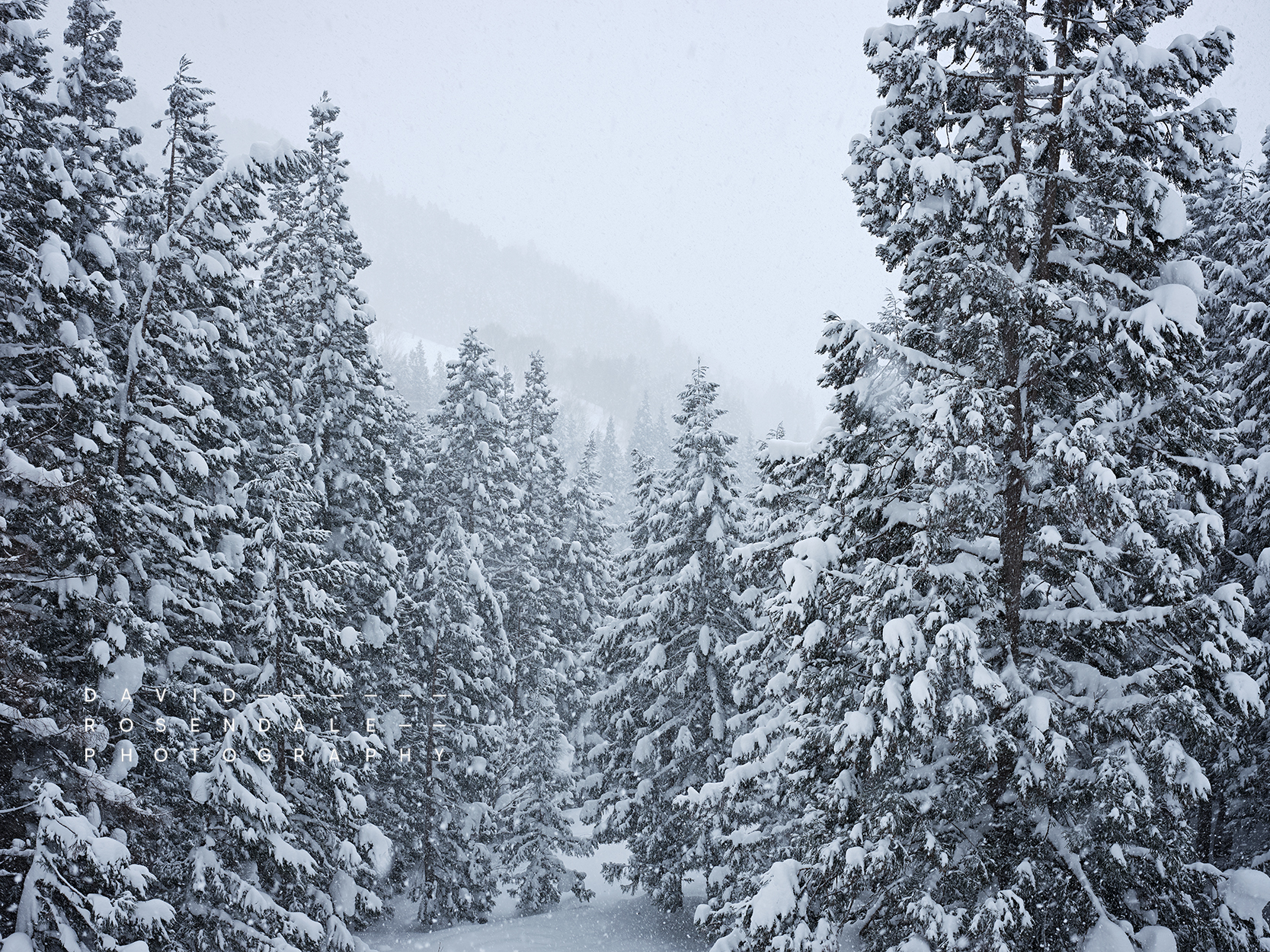 Nozawa Onsen #2, fine art print, snow covered trees and mountain view