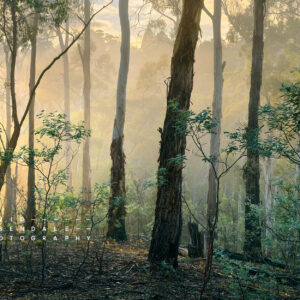 fine art print, form the series, the trees endure, the land has memory.