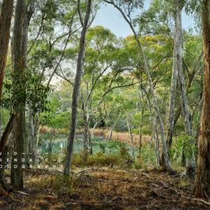 fine art print, form the series, the trees endure, the land has memory.