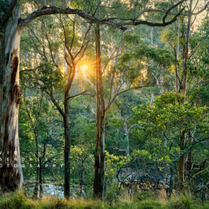 fine art print, form the series, the trees endure, the land has memory.